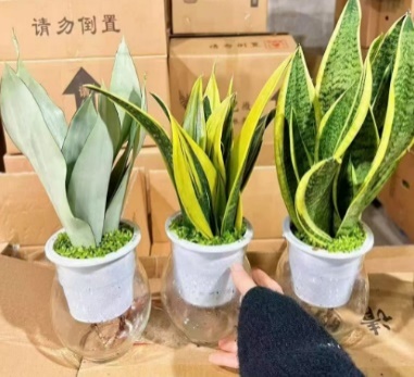 Сансевиерия фиве-колор Хигх Тайгер Скин Орхидея Гидропоник Мини Форест Микс 12圆玻璃杯 12 30