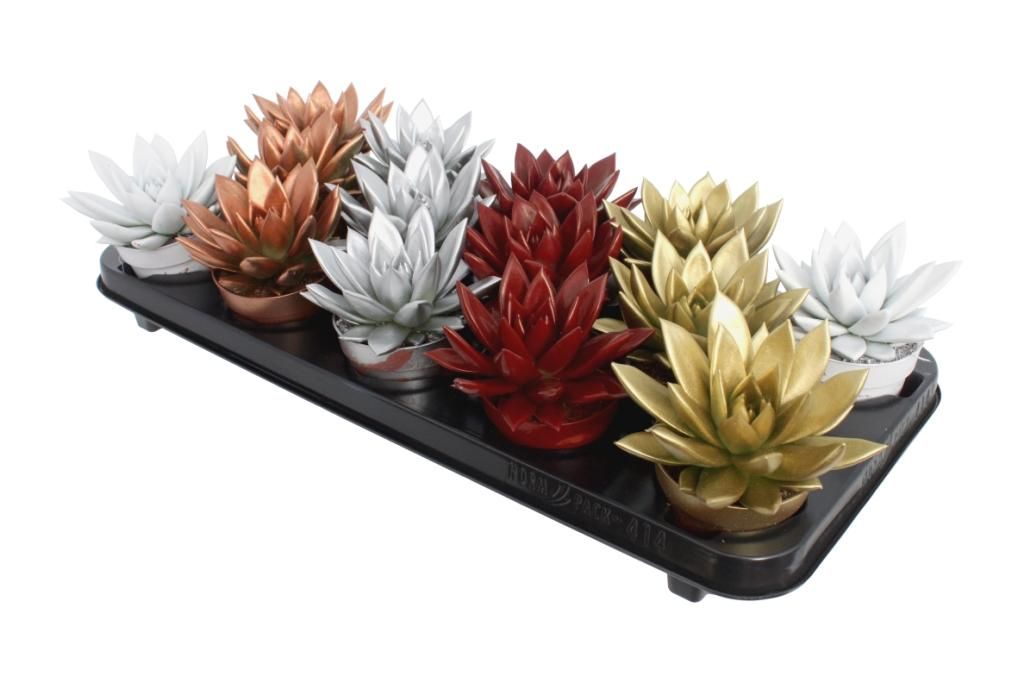 Miranda coloured Xmas mix, D 8,5 cm