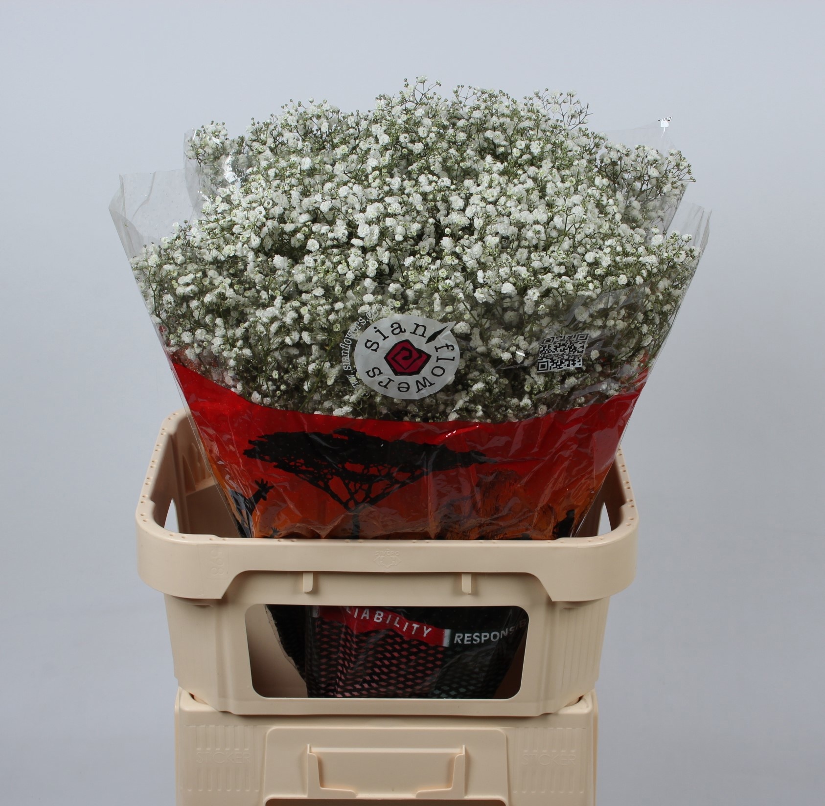 Гипсофила Экселенс 80, шт.