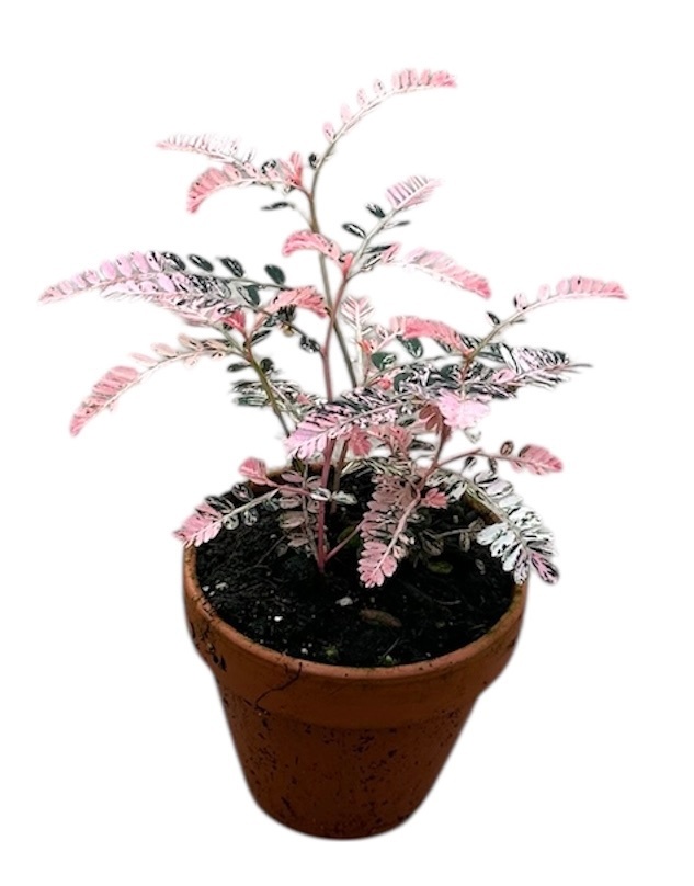 Phyllanthus Urinaria Variegata, D 8 cm