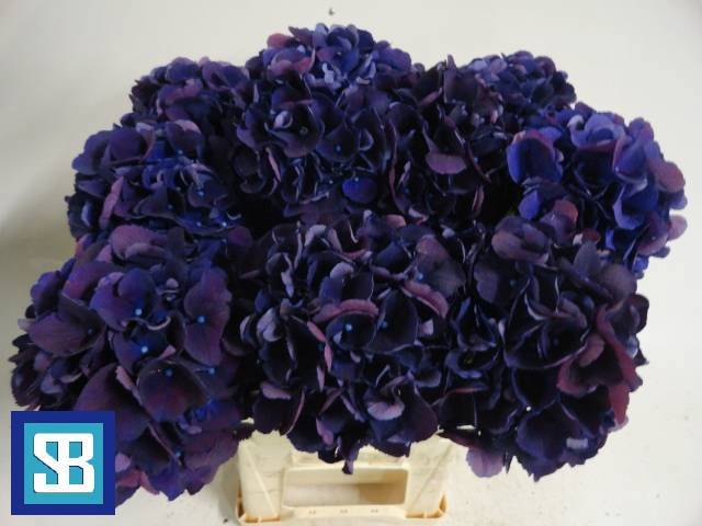 Гортензия Роял Кинг 60, шт.