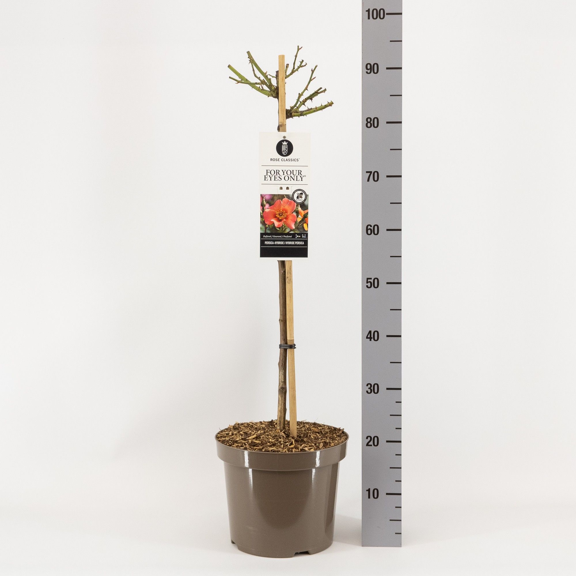 Rosa Persica For Your Eyes Only ®, stam 70, C7.5, D 26