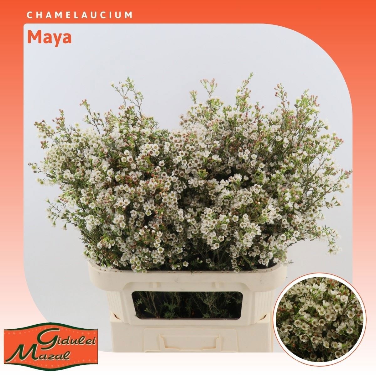 Шамелациум Майя 80, шт.