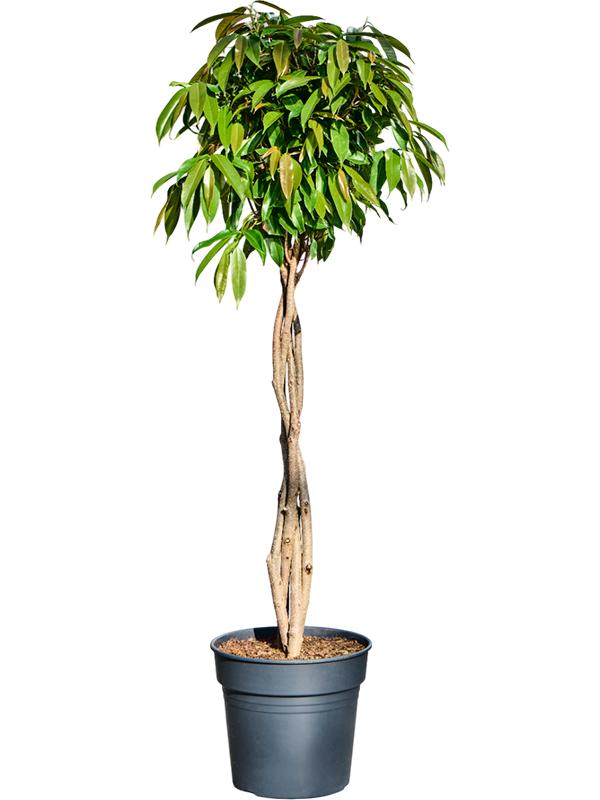Ficus binnendijkii 'Amstel King', D 30