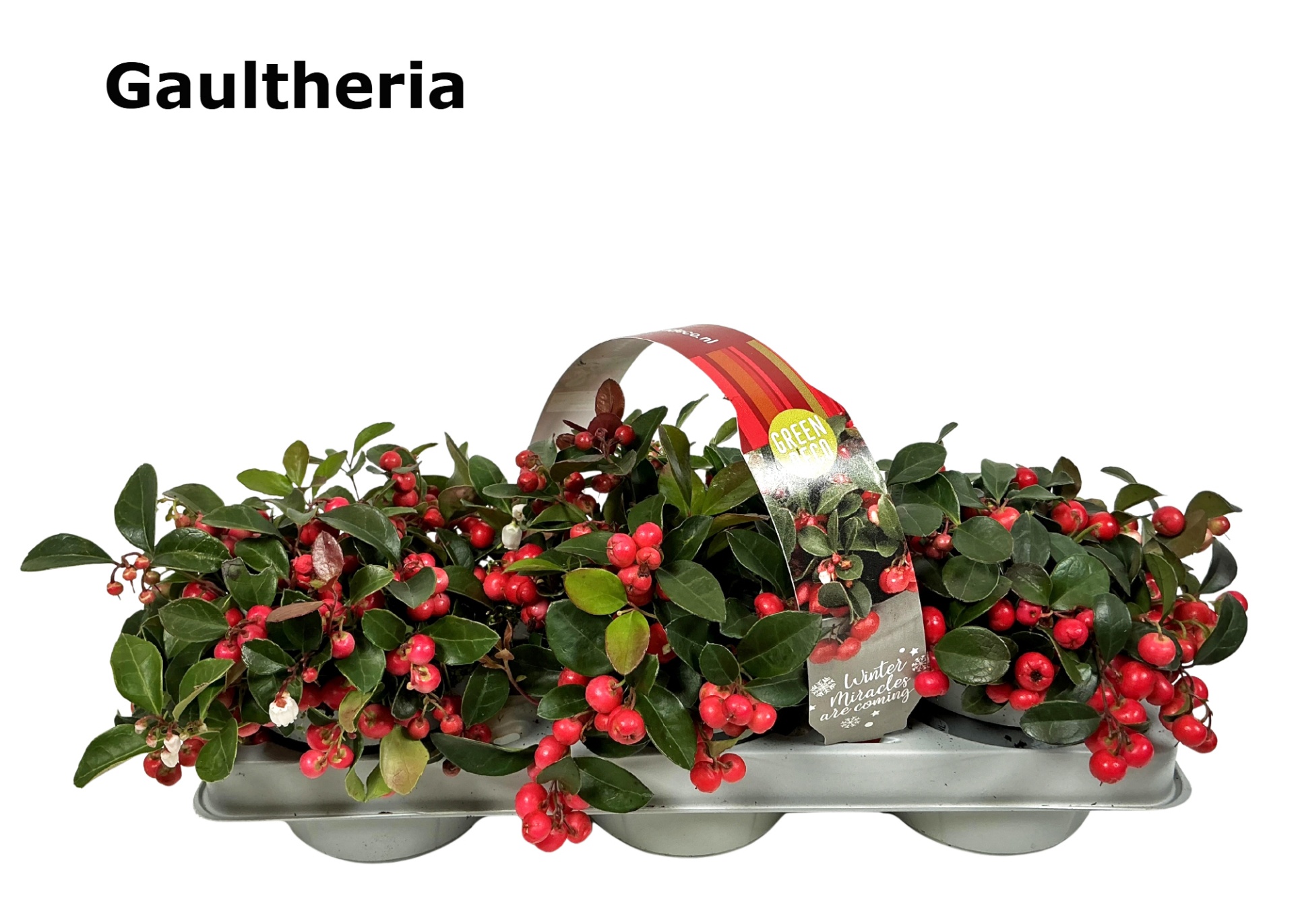 Gaultheria 12 cm in 3-PACK afname per laag, D 12 cm