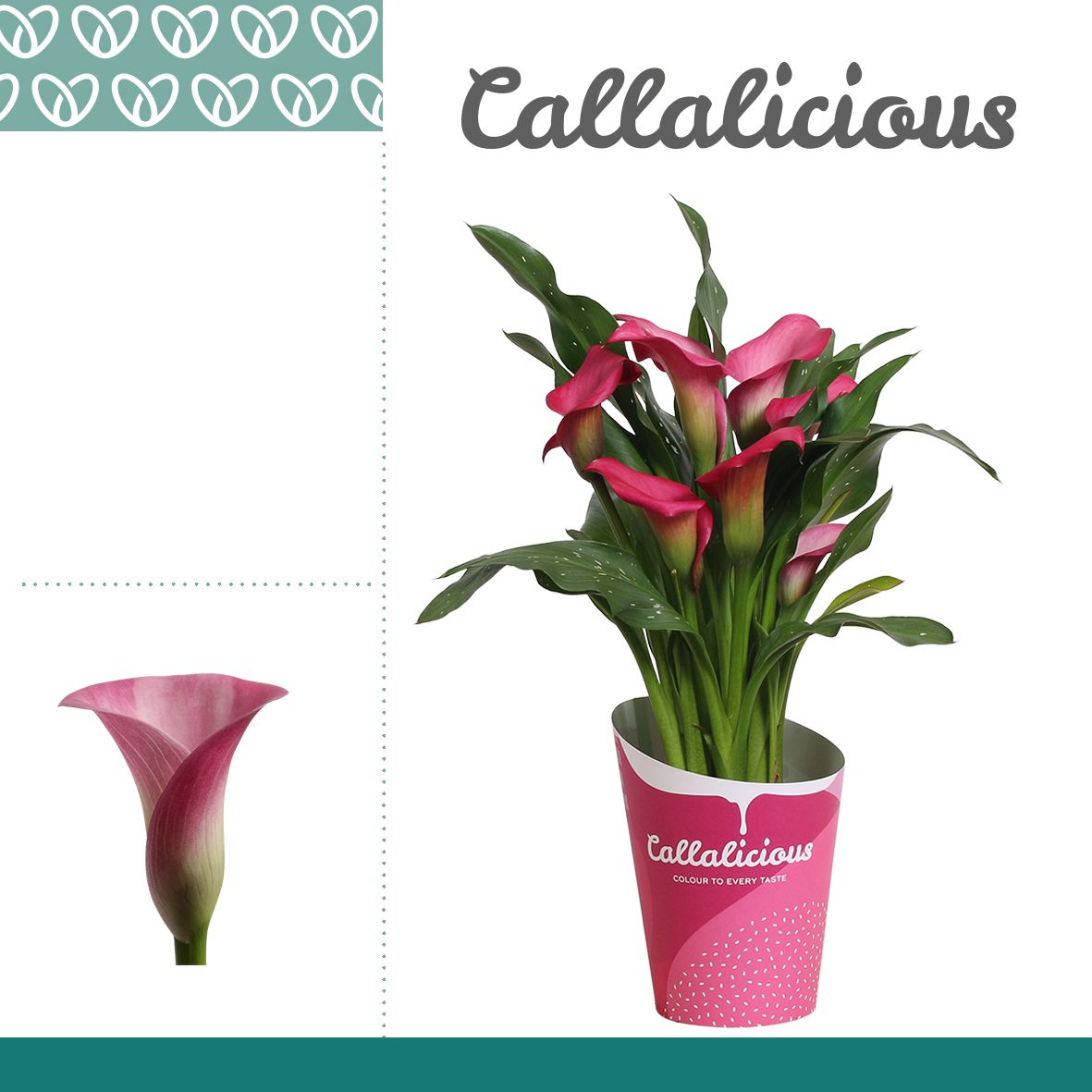 Zantedeschia (Calla) Roze in Potcover ton-sur-ton, D 12