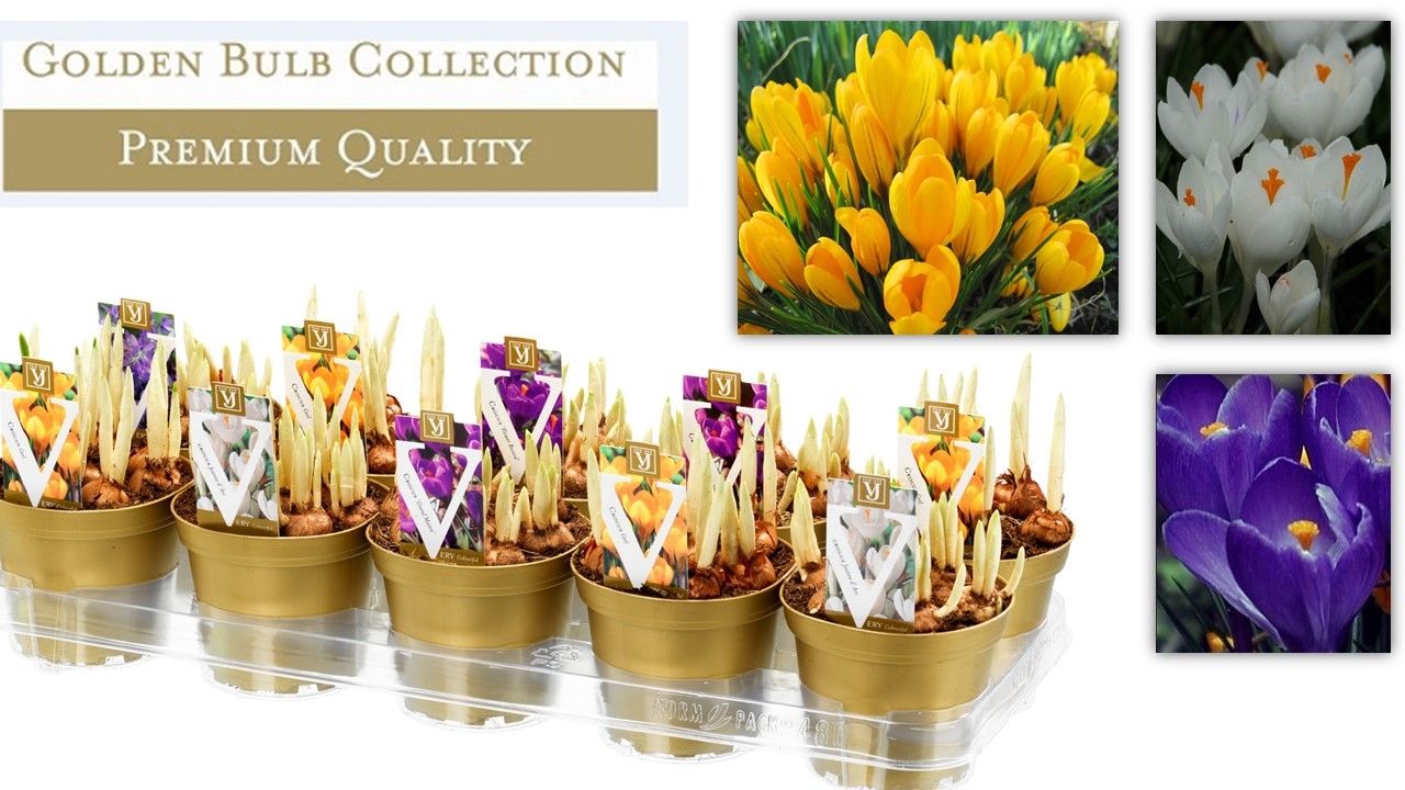 crocus mix 12cm, D 12