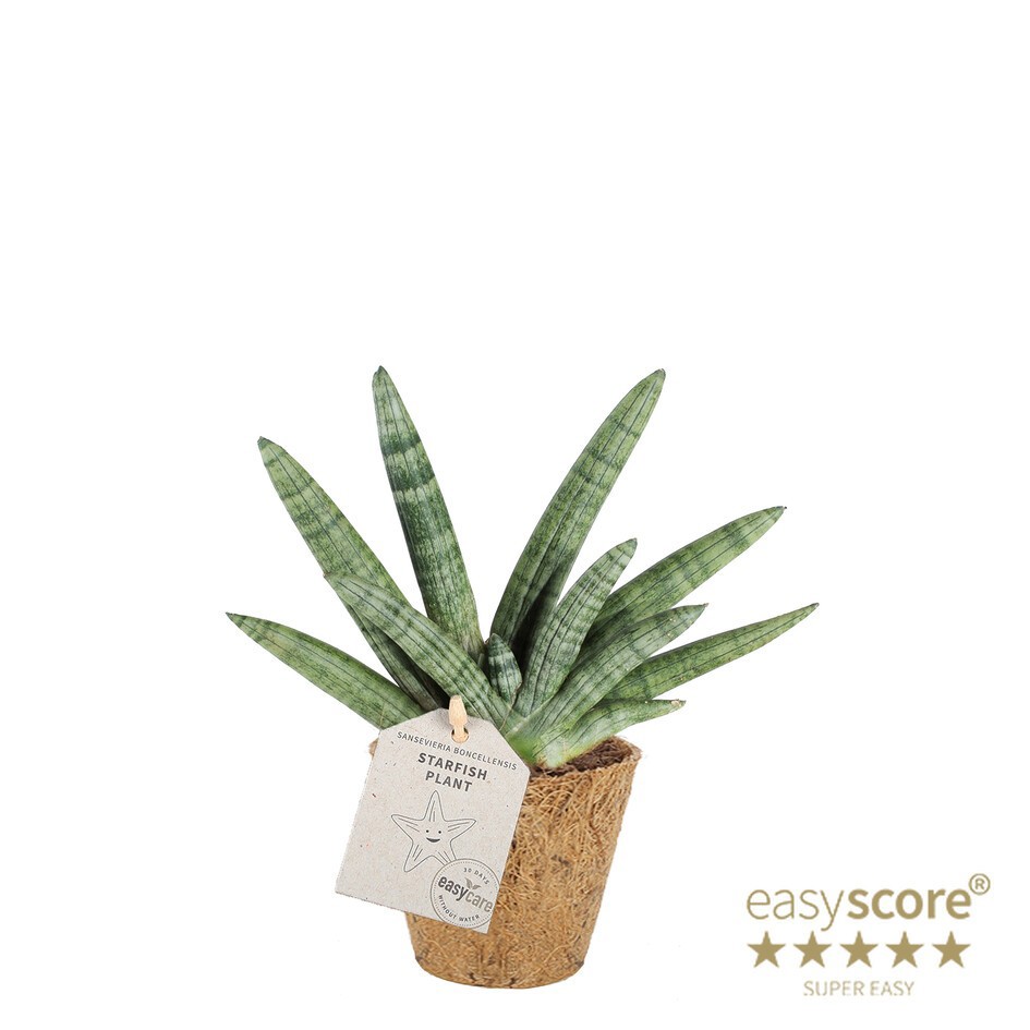 SANSEVIERIA BONCELLENSIS COCOZ, D 11 cm SANSEVIERIA BONCELLENSIS COCOZ, D 11 cm