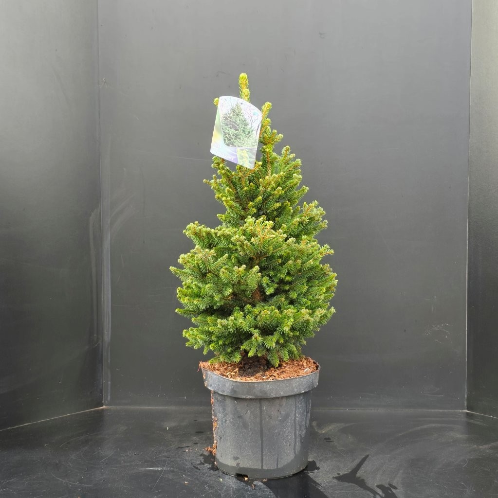Picea abies Will's Zwerg, D 26 cm
