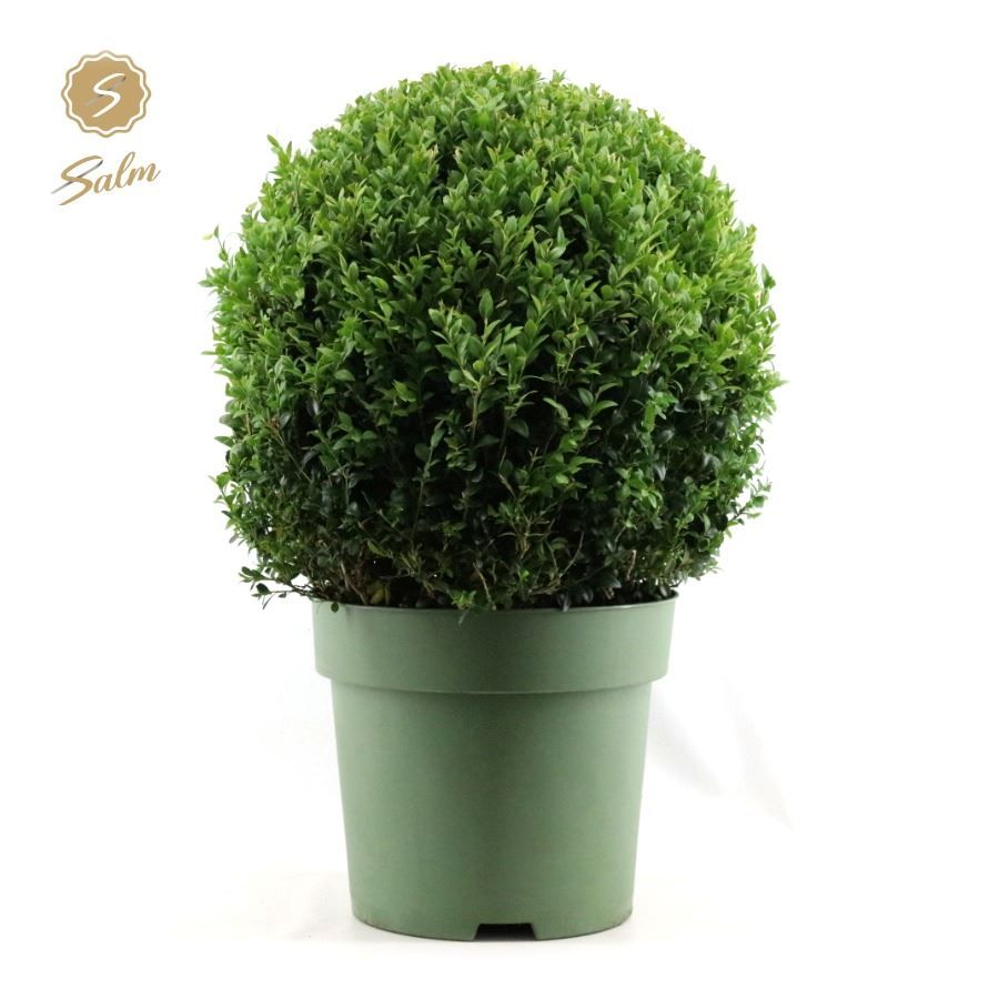 Buxus semp. Ball Ø50cm P33, D 33
