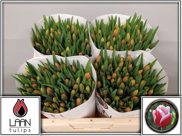 Тюльпан од. Лин Ван Ден Марк (красно-желт.), шт.