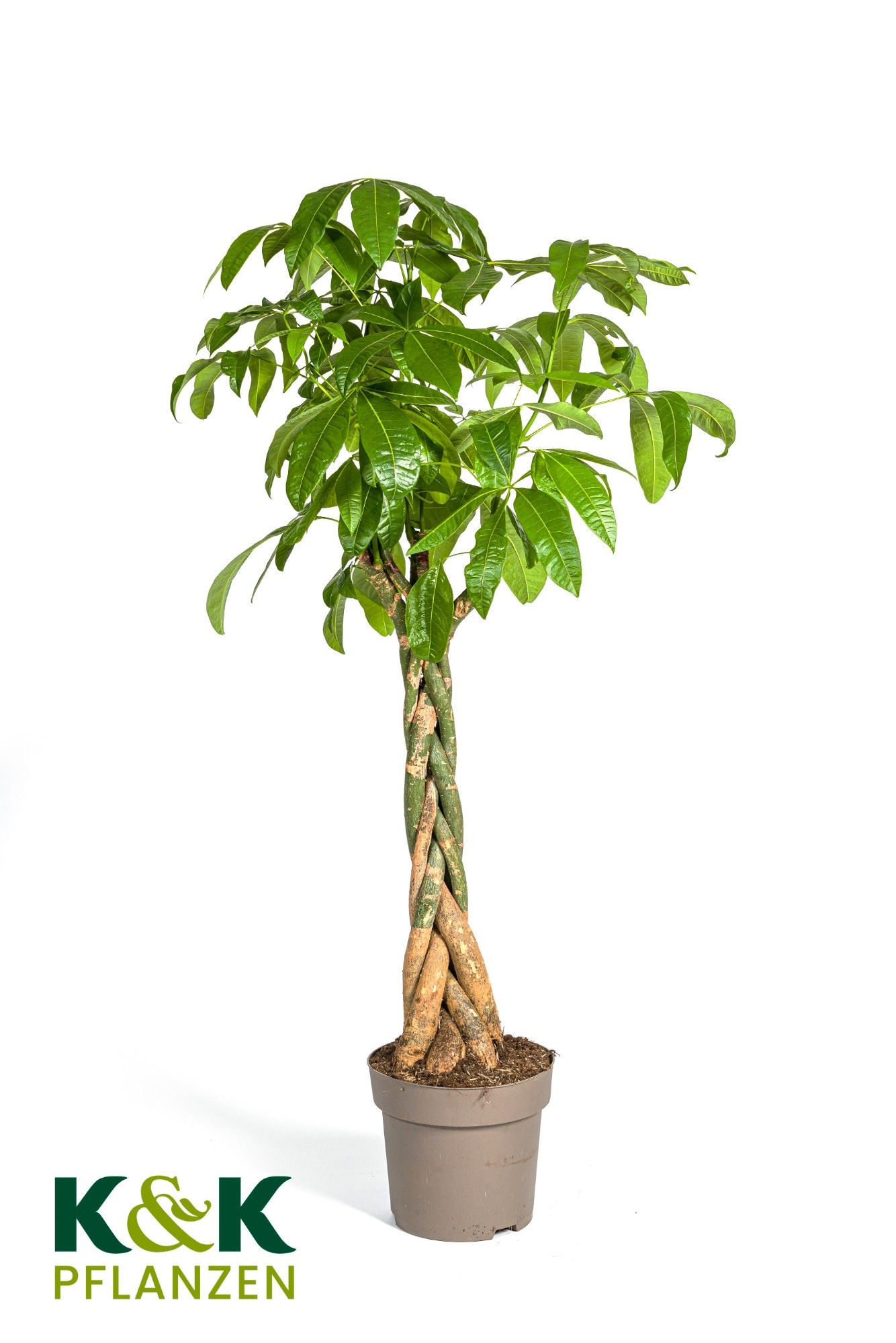 Pachira aquatica T30, D 30