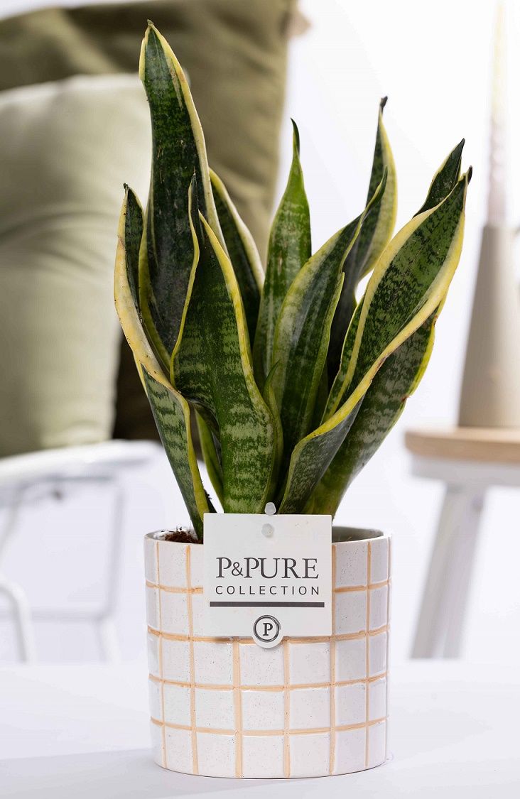 Sansevieria Trif. "Futura Superba" in P&PURE Tirza ceramics, D 12