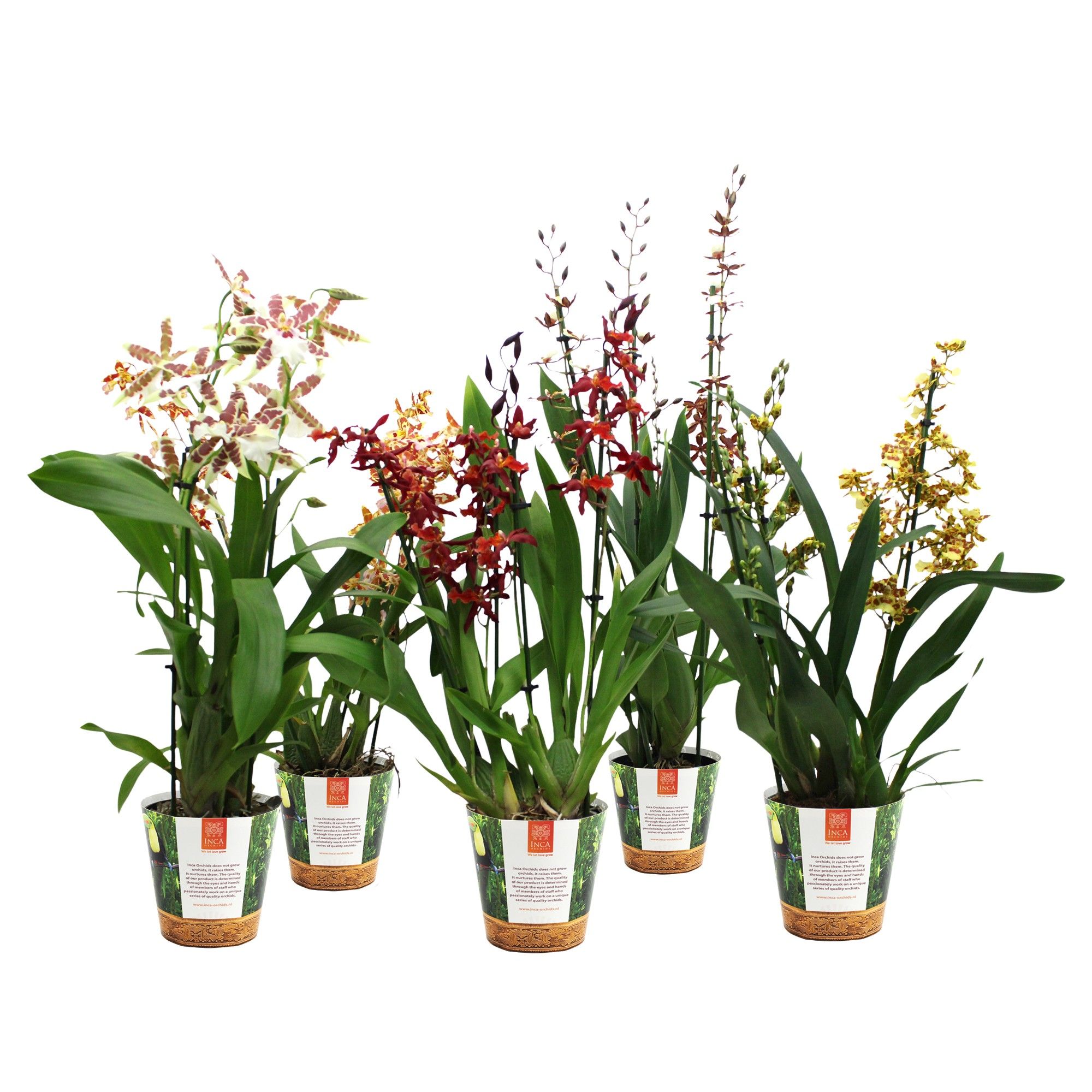 Inca Cambria mix 4+ spike in Jungle cover, D 12