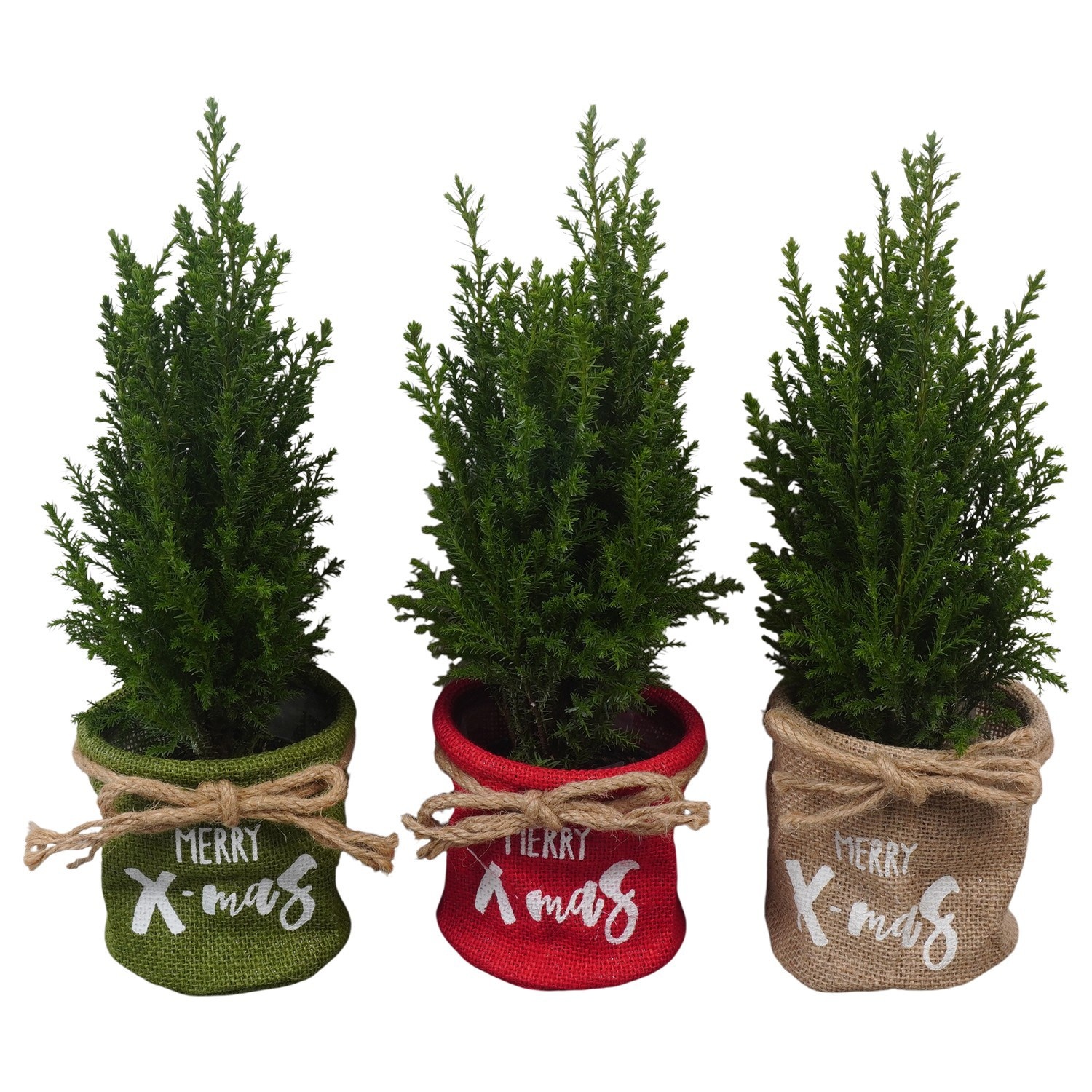 PTK26741 Ellwoodii in jute mix, D 11