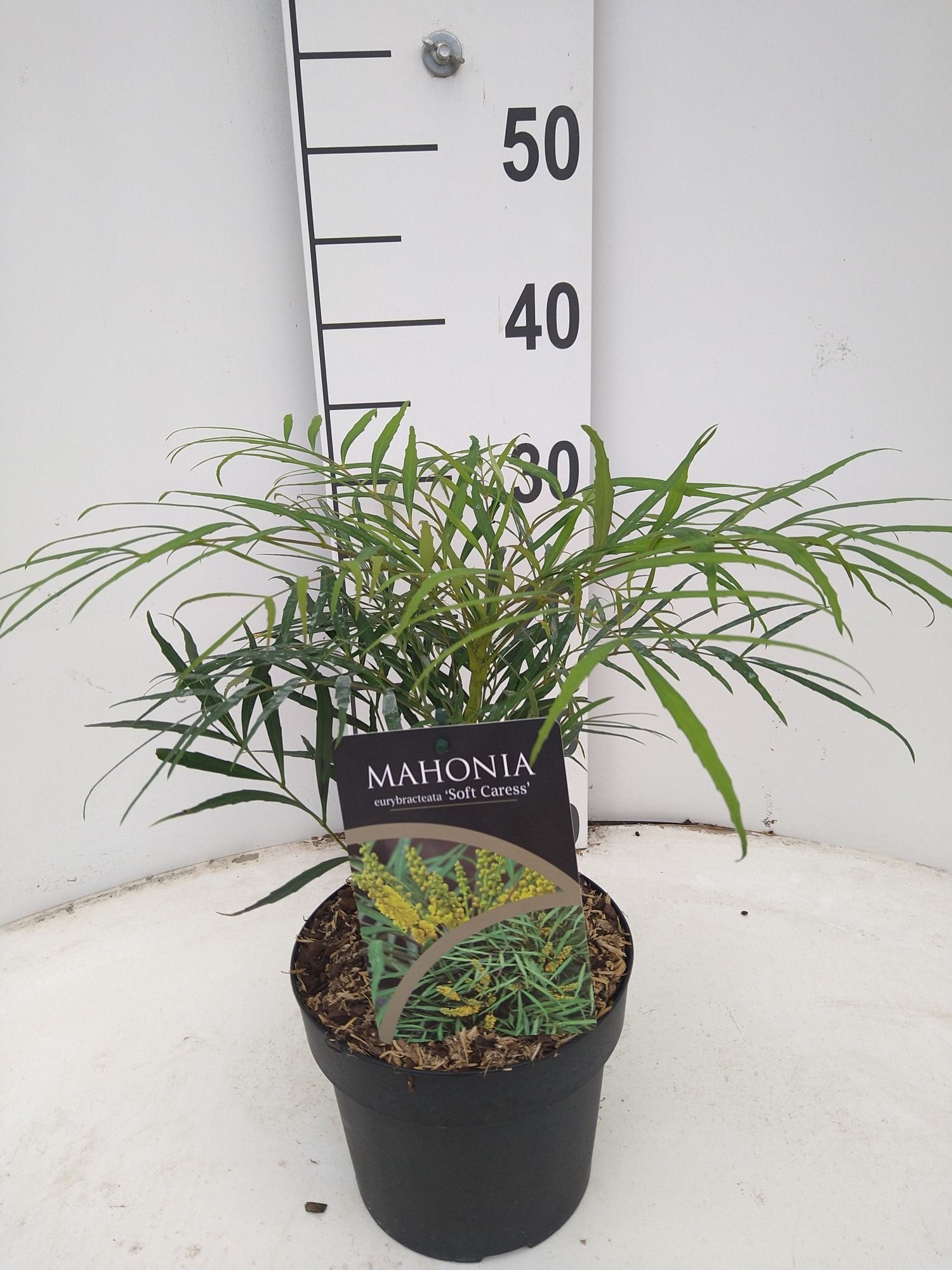 Mahonia e. Soft Caress, D 17