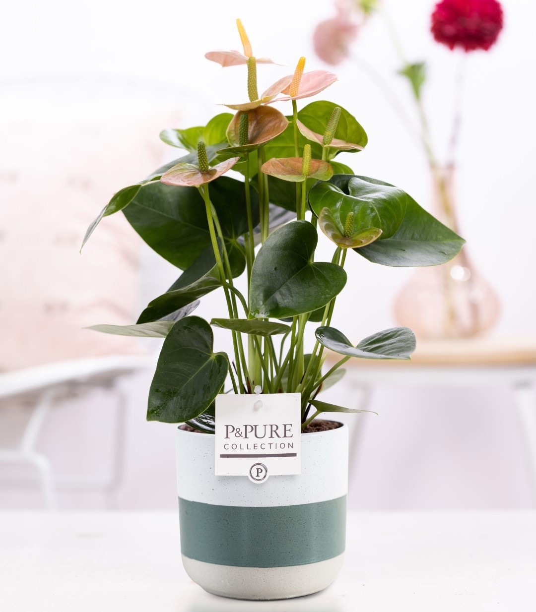 Anthurium pink (Spirit) in P&PURE Lauren ceramics, D 12