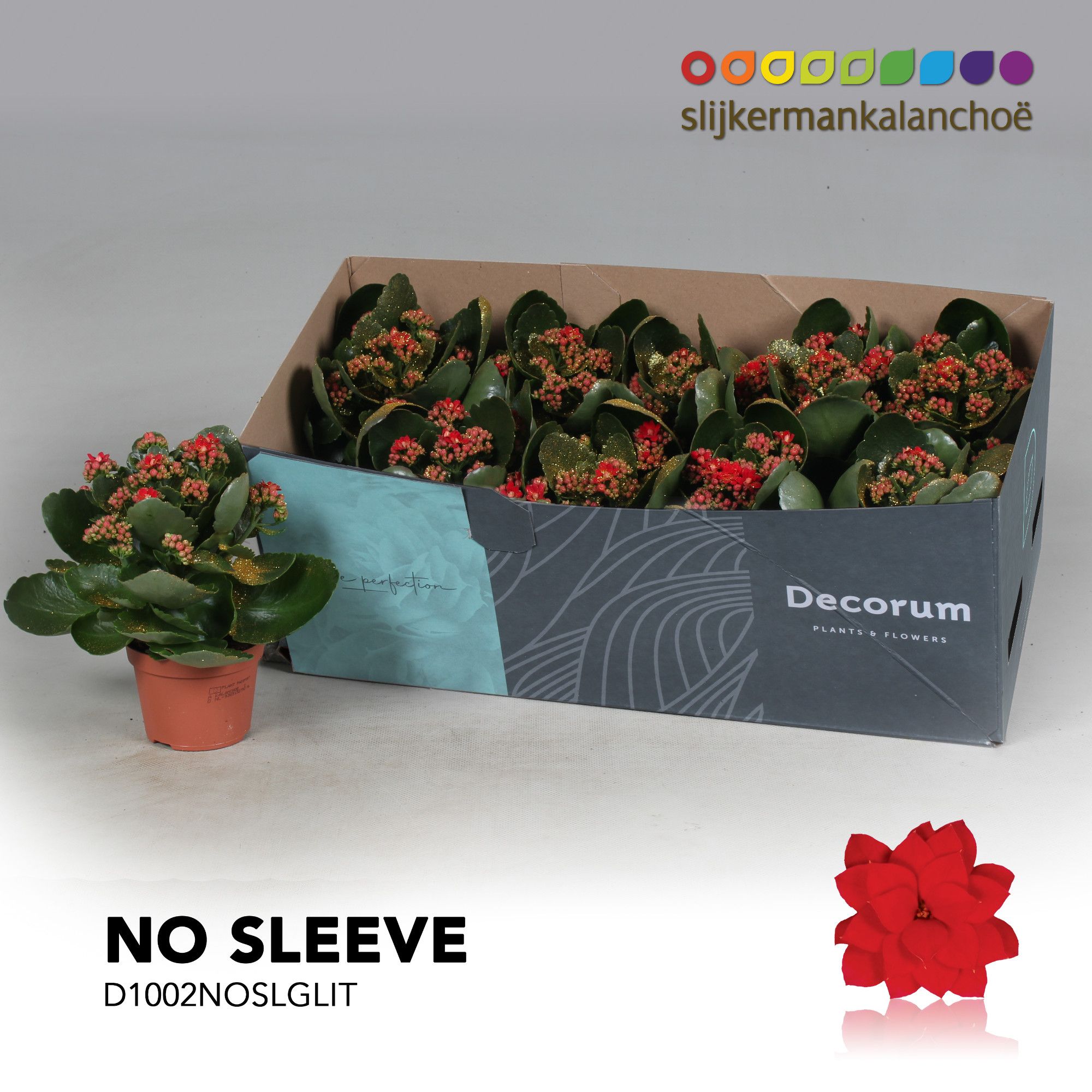 Kalanchoe No Sleeve - Red with glitter - kerst, D 10,5 cm