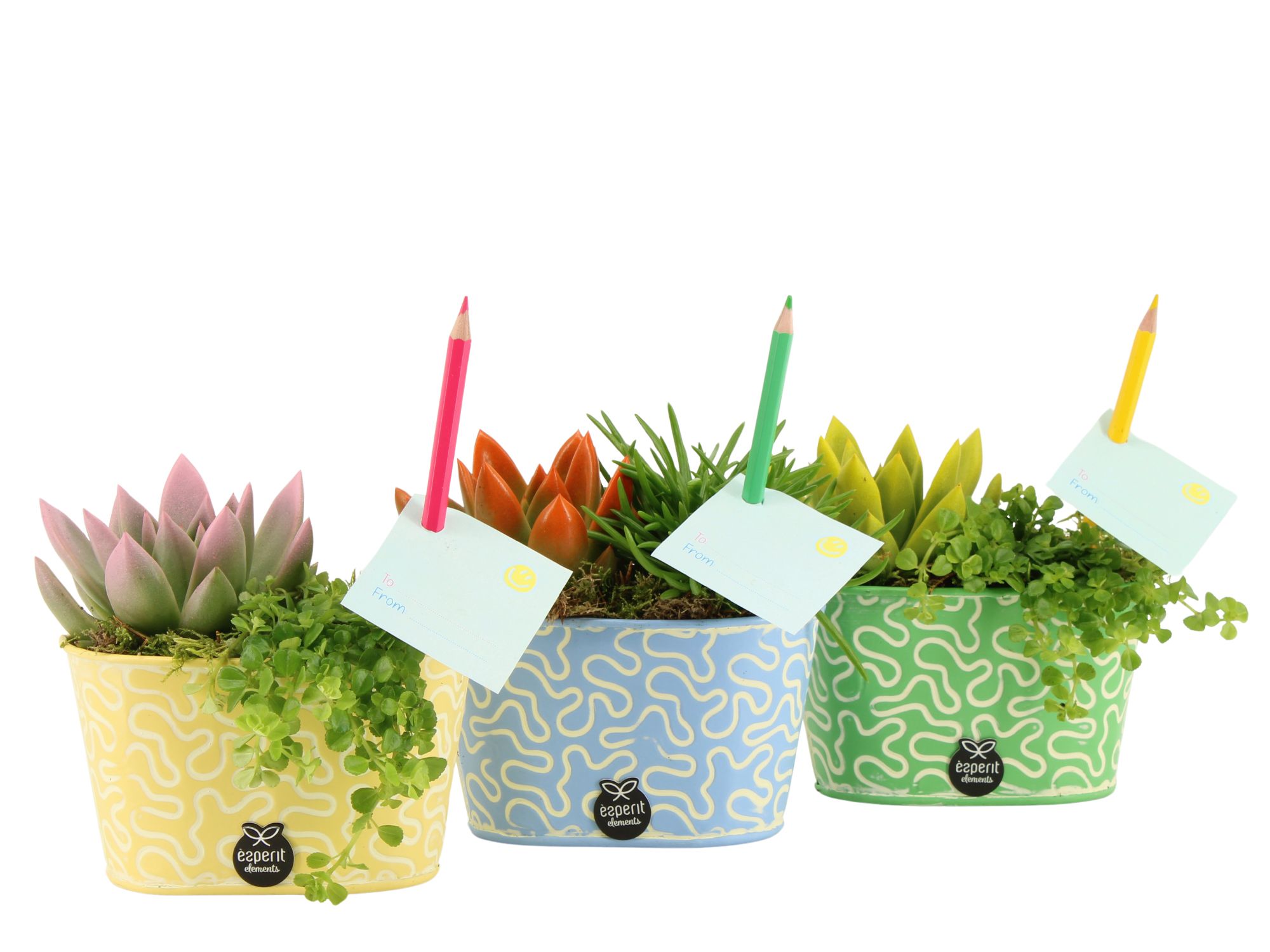 31590: Love school arrangement, D 14