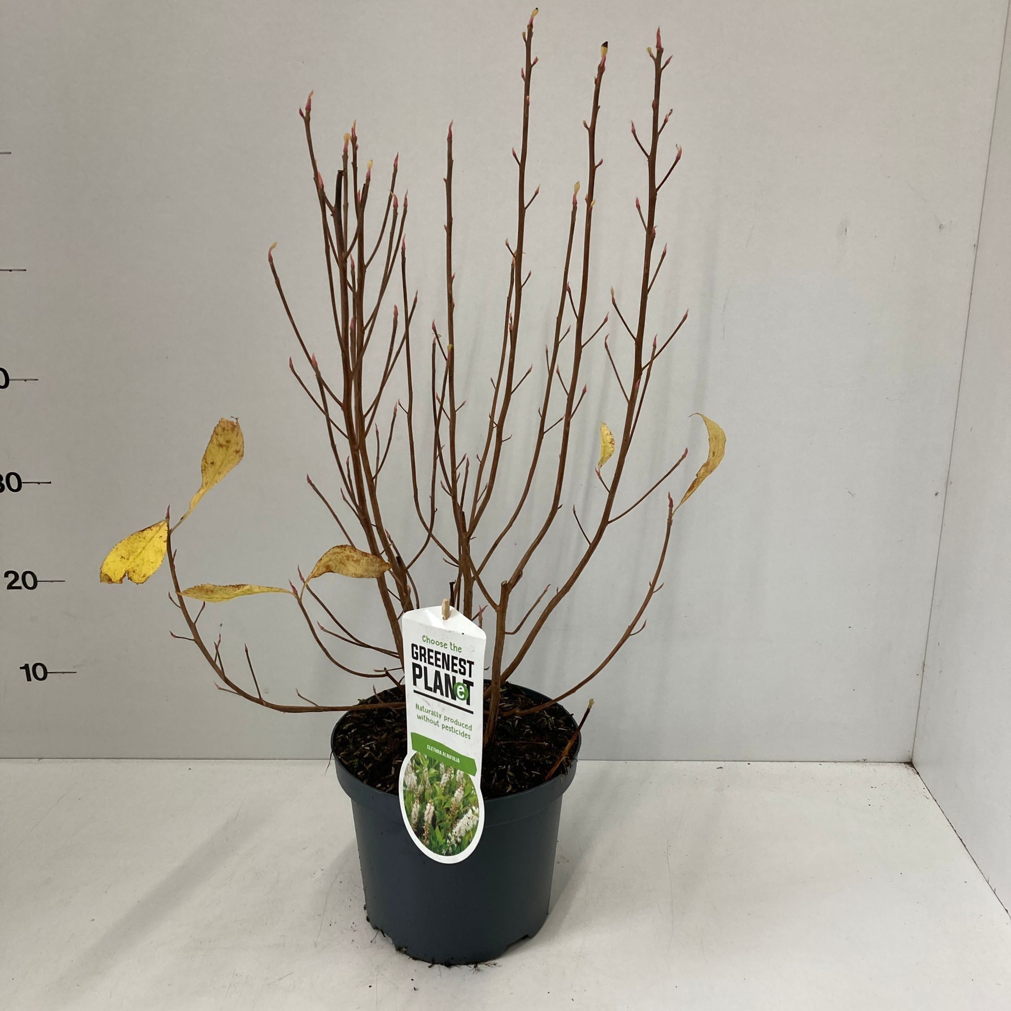 Clethra alnifolia, D 19