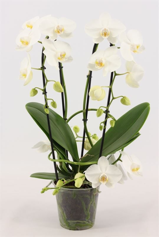 Phal Twirl white 3T18+, D 12