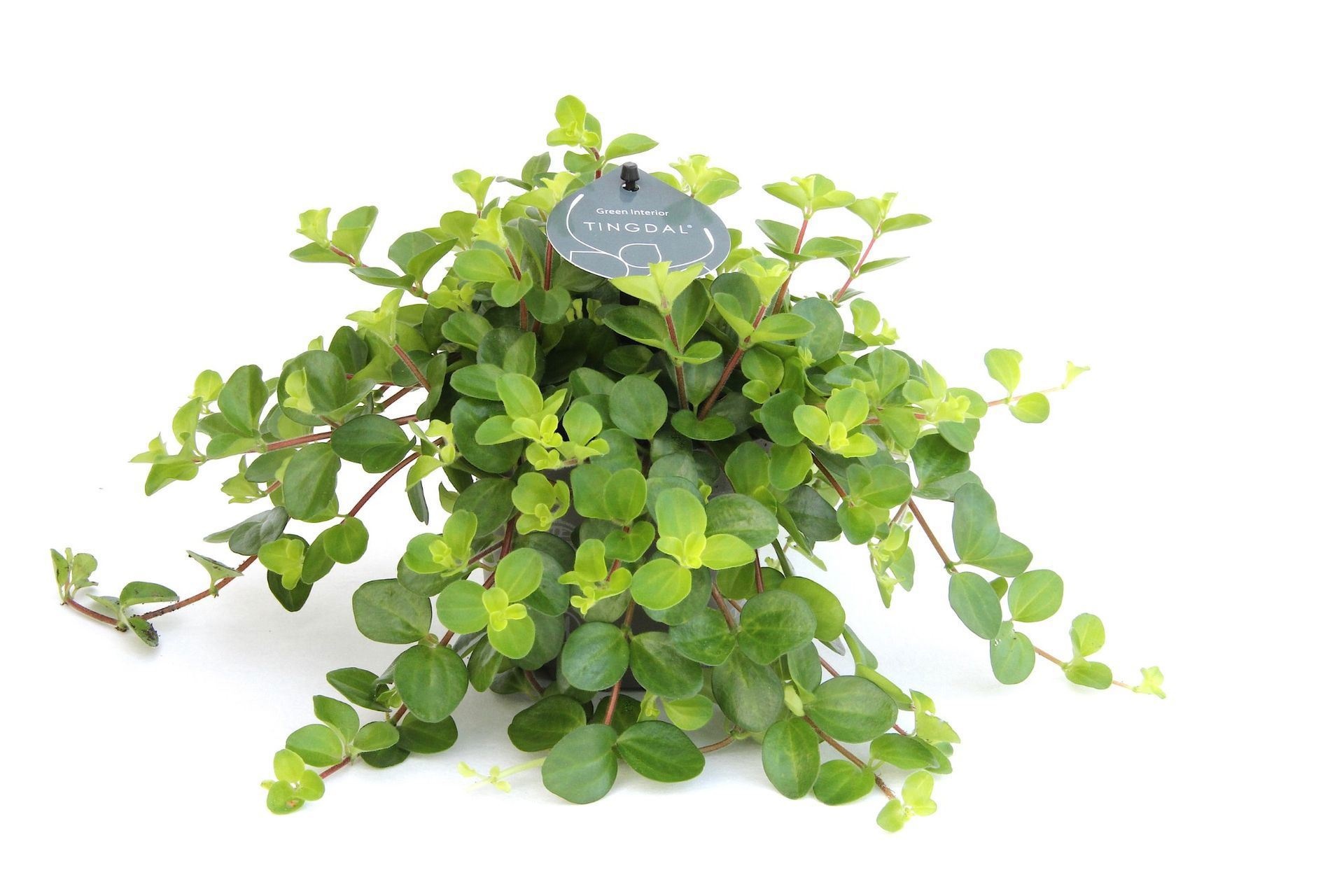 Peperomia Rotundifolia 12 cm, D 12