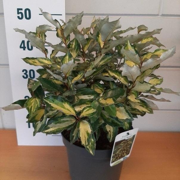 Elaeagnus ebbingei 'Maryline', D 23 cm Elaeagnus ebbingei 'Maryline', D 23 cm