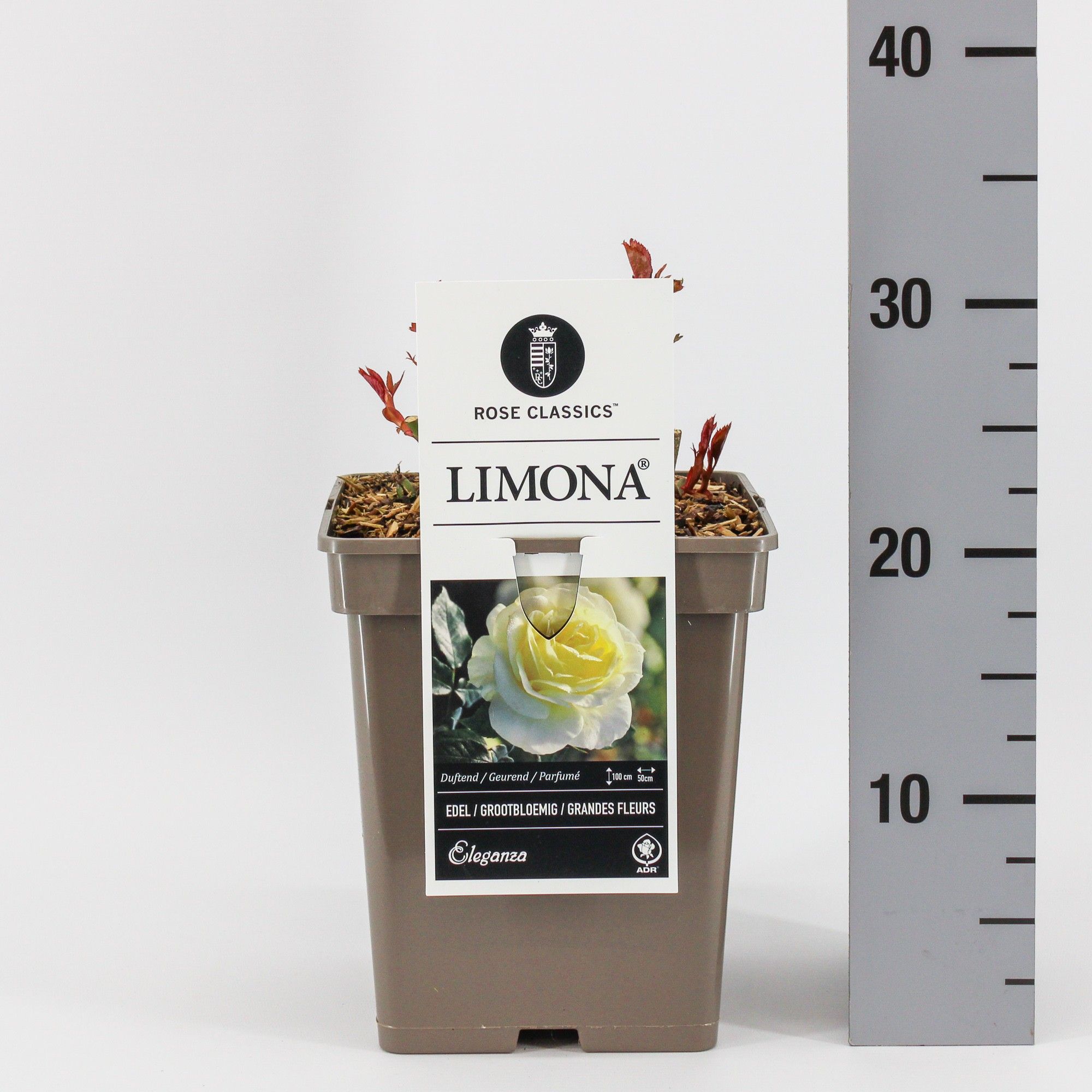 Rosa (TH) Limona ®, C5, D 23 cm