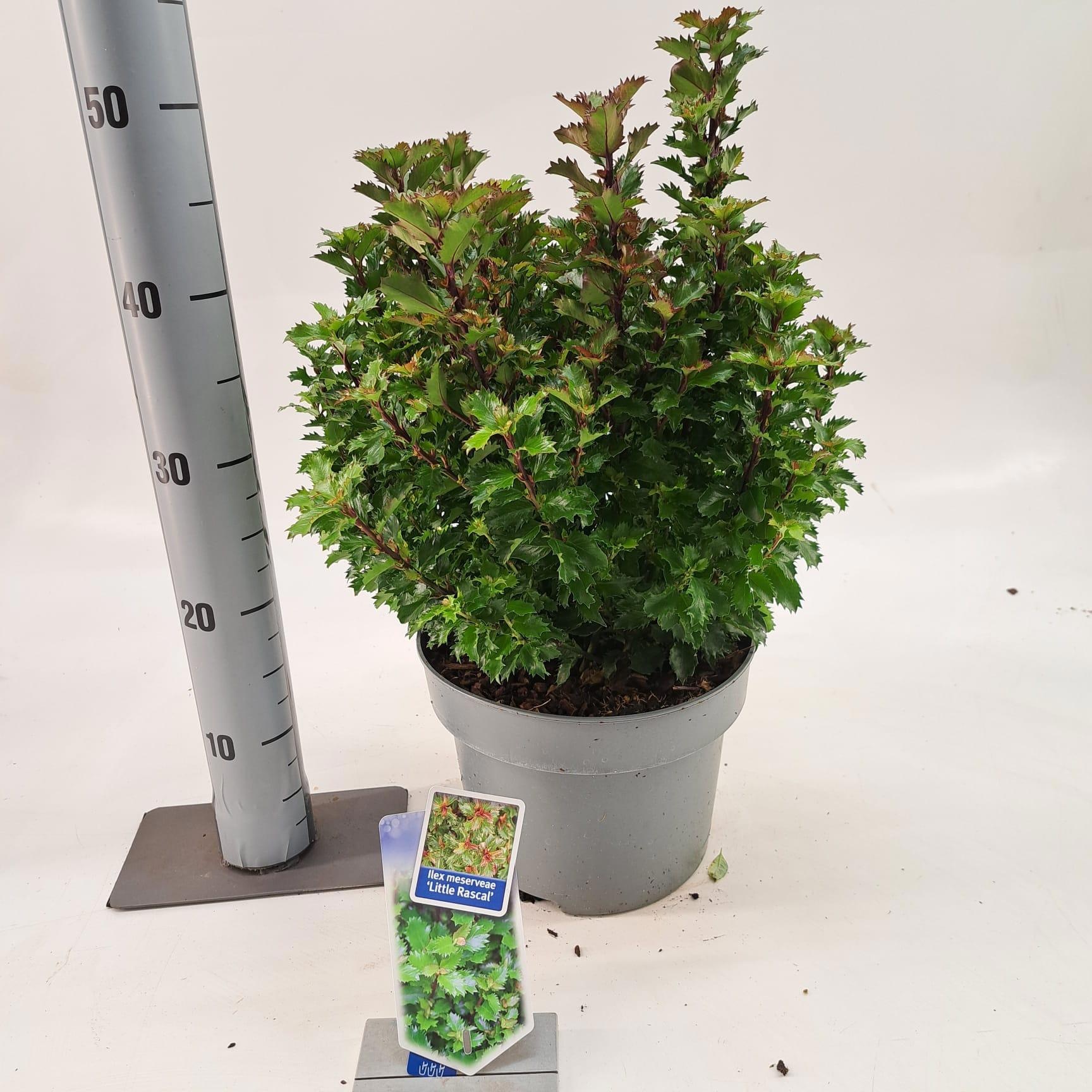Ilex meserveae 'Little Rascal', D 23