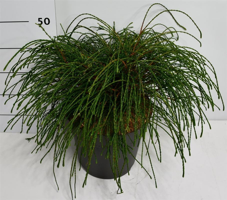 Thuja pl. 'Whipcord', D 32 cm