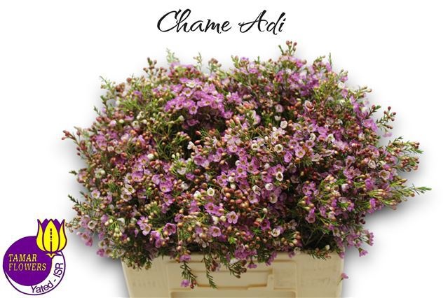 Шамелациум Ади 60 (роз.), шт.