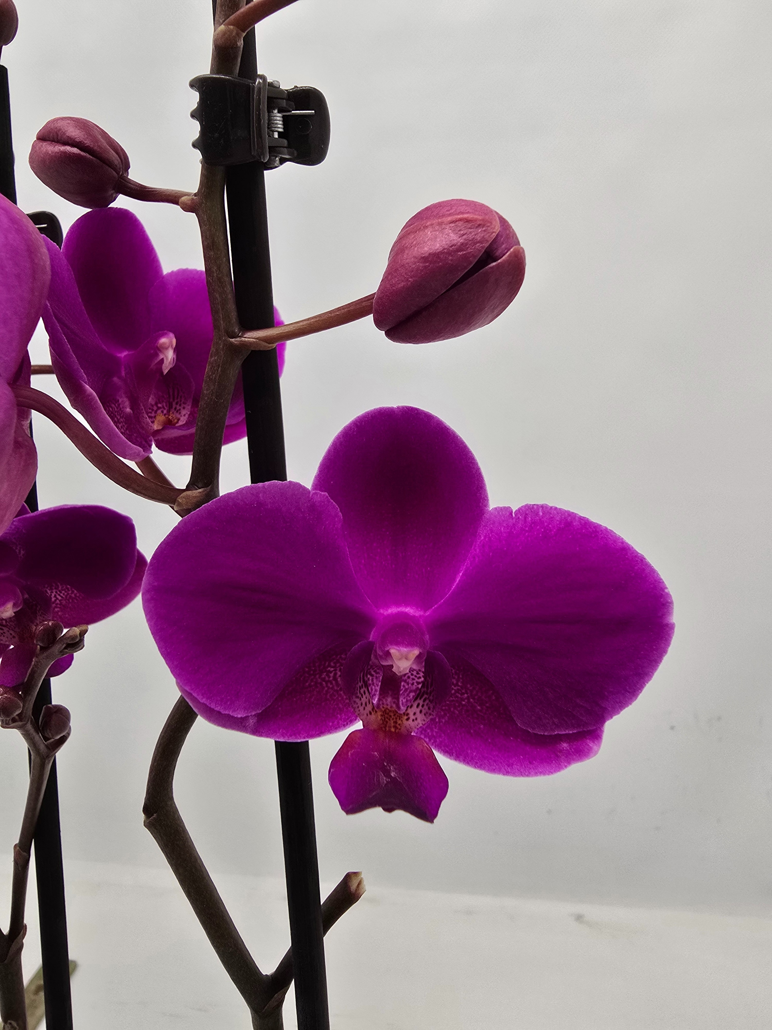 Limited 40 week 3, D 12