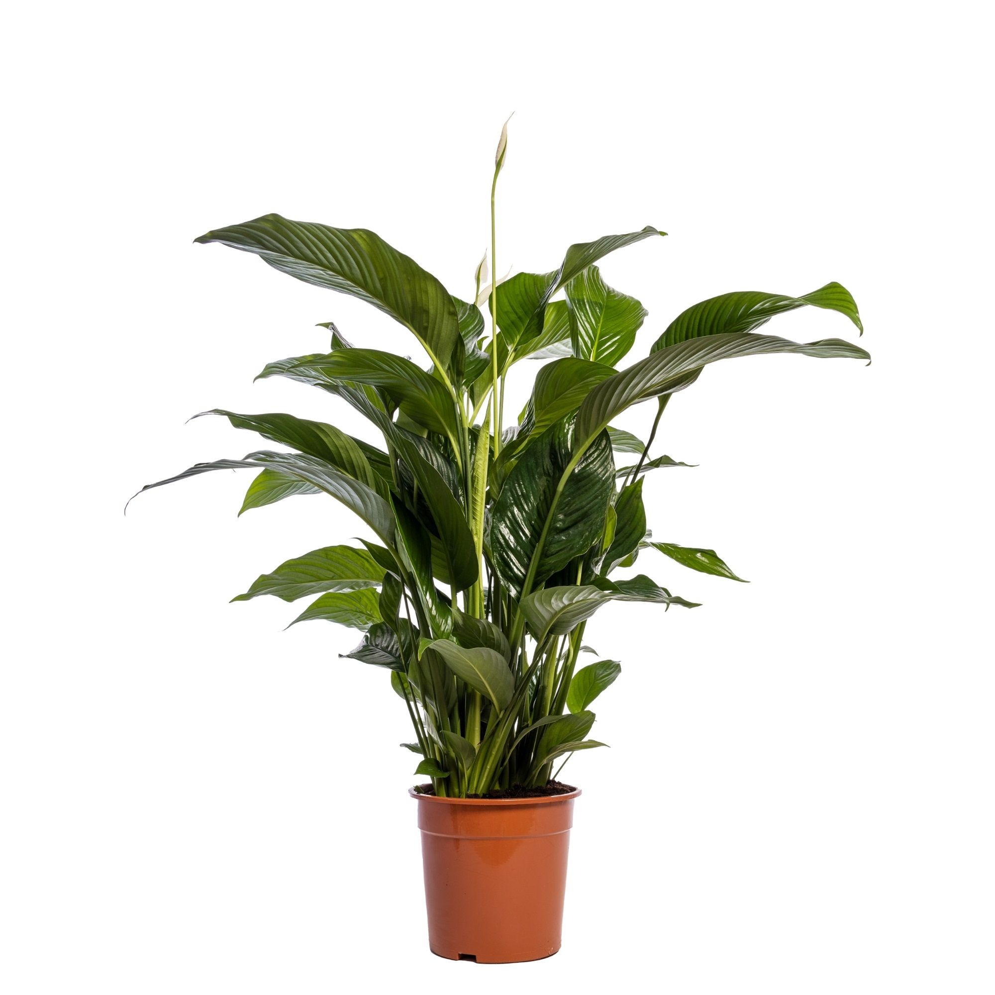 Spathiphyllum 'Sweet Lauretta' blanco, D 24
