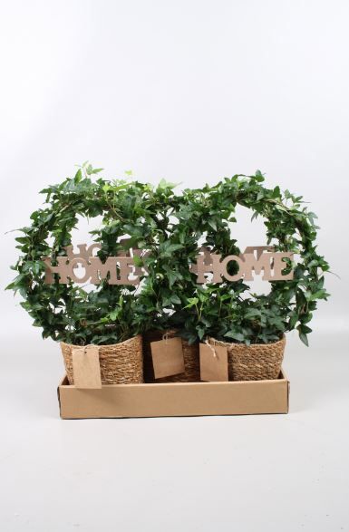 Hedera boog + home in zeegrasmand in vouwdoos, D 13