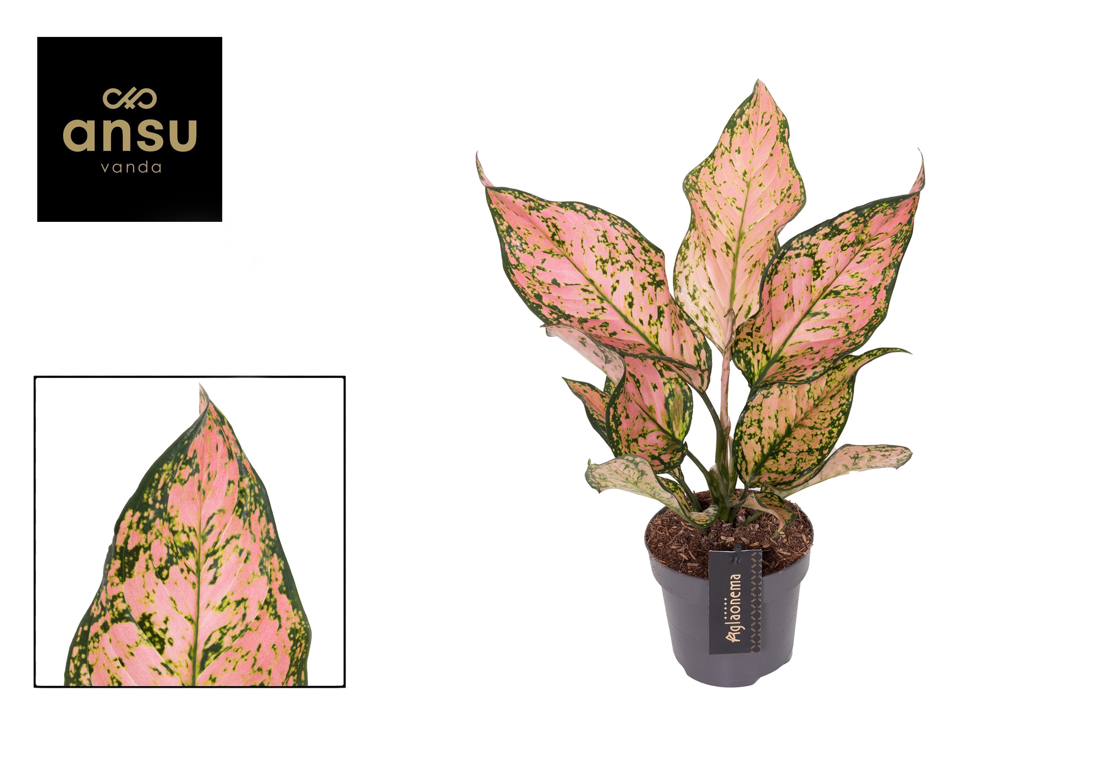 Aglaonema Pink Dolphin, D 12