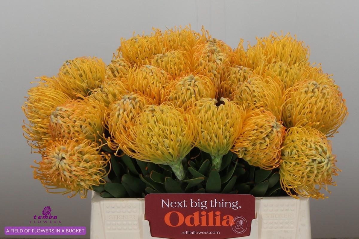 Нутанс Елена 35, шт.