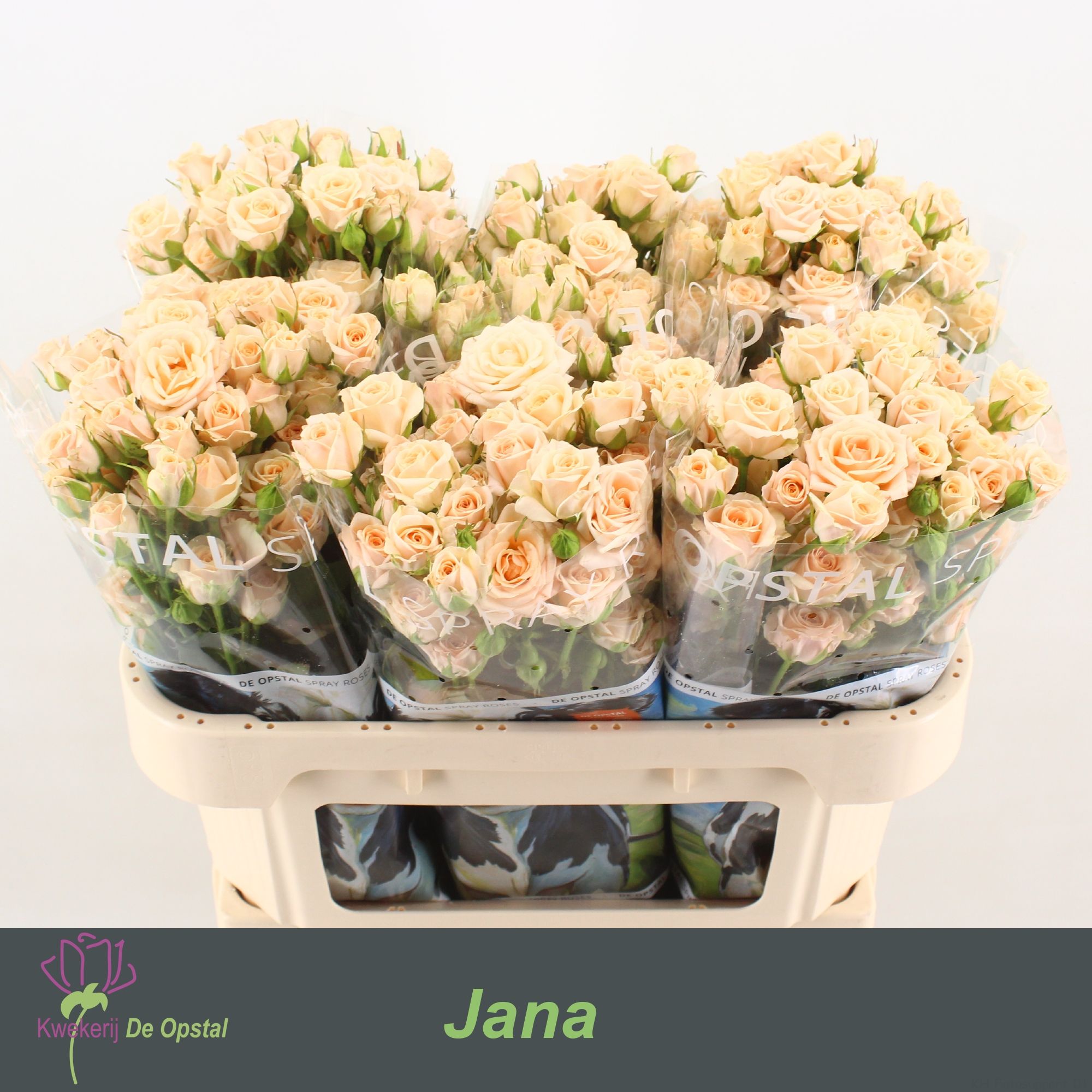 Роза куст. Яна 70, шт.