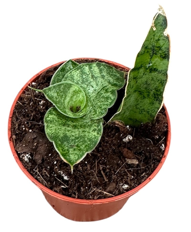 Sansevieria Snowflake, D 6 cm Sansevieria Snowflake, D 6 cm