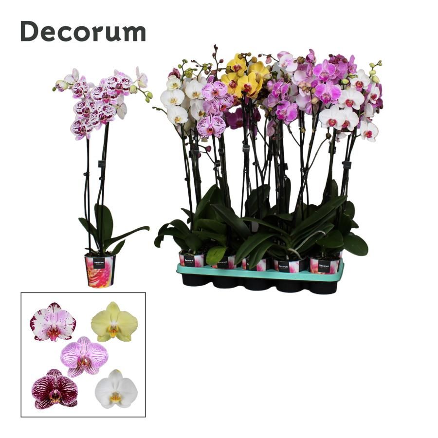 Phalaenopsis 2 tak Decorum 18+ 75cm mix, D 12