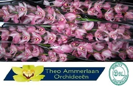 Цимбидиум Притти Вуман x6 80, шт.