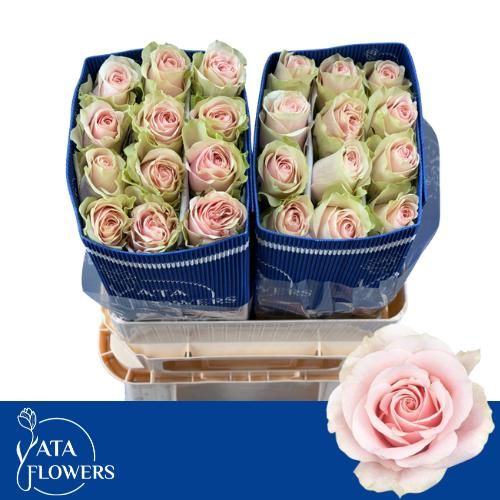 Роза од. Фруттето 70, шт.