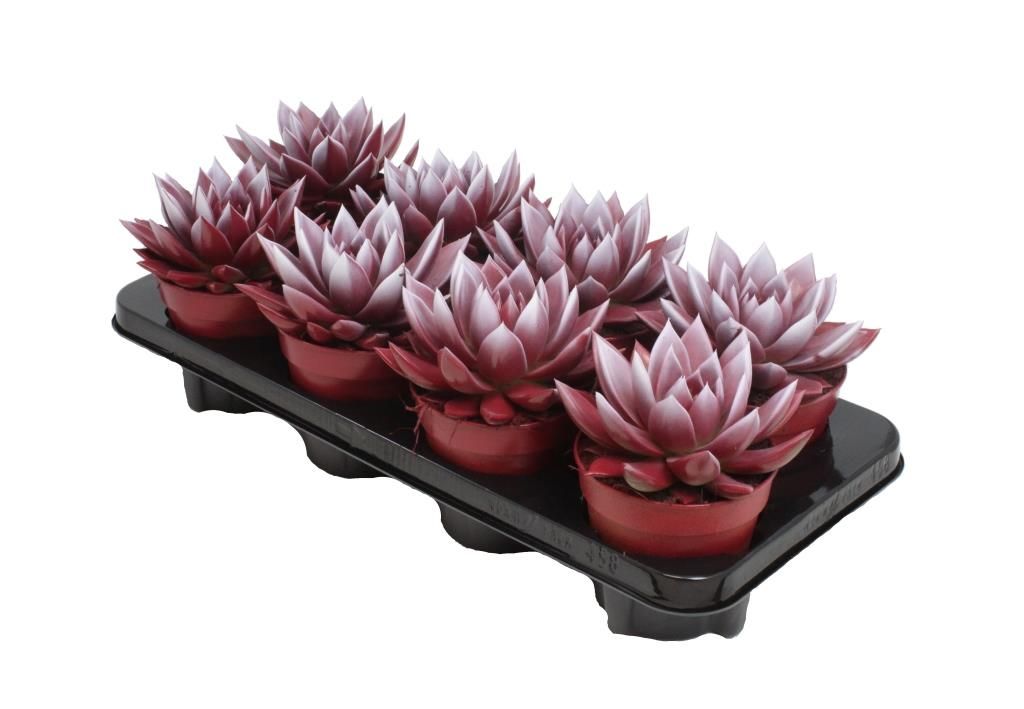 Miranda bicoloured red/white, D 12