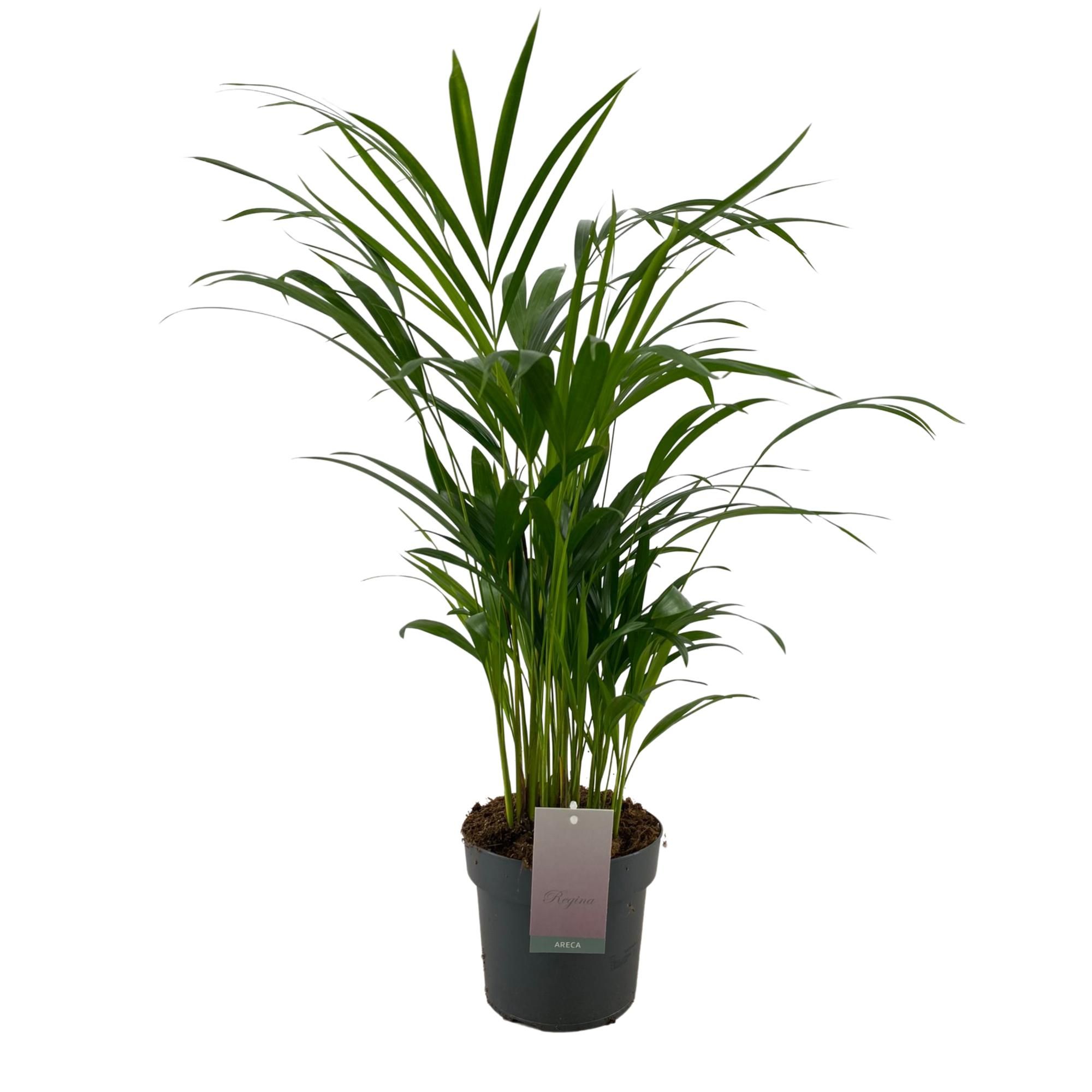 Dypsis Lutescens p17, D 17