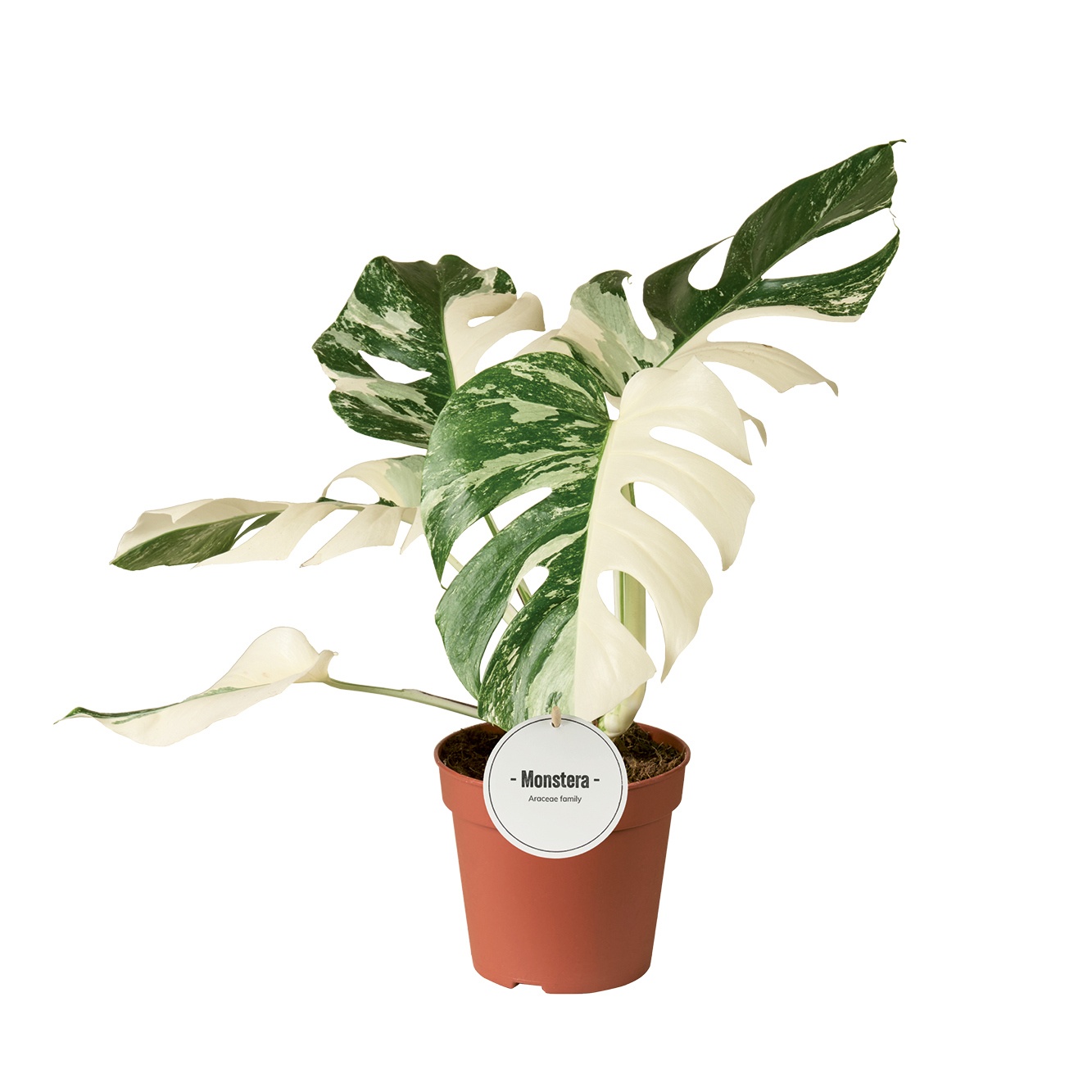 Monstera Deliciosa Variegata Super White, D 15