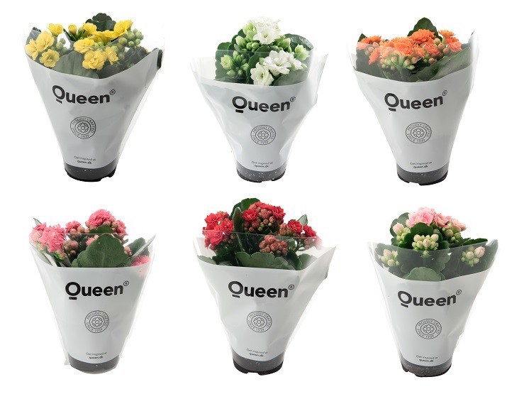 KALANCHOE ARTS-HYBRID 'MOREFLOWERS', D 6