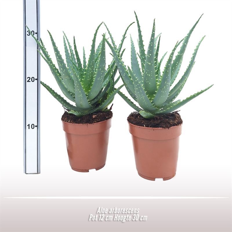 Aloe arborescens, D 12