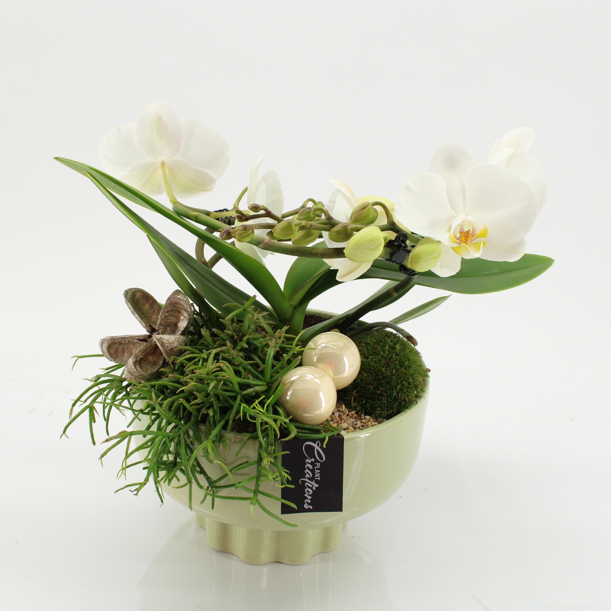 LICR-2513 Limited Phalaenopsis Xmas, D 22 cm LICR-2513 Limited Phalaenopsis Xmas, D 22 cm