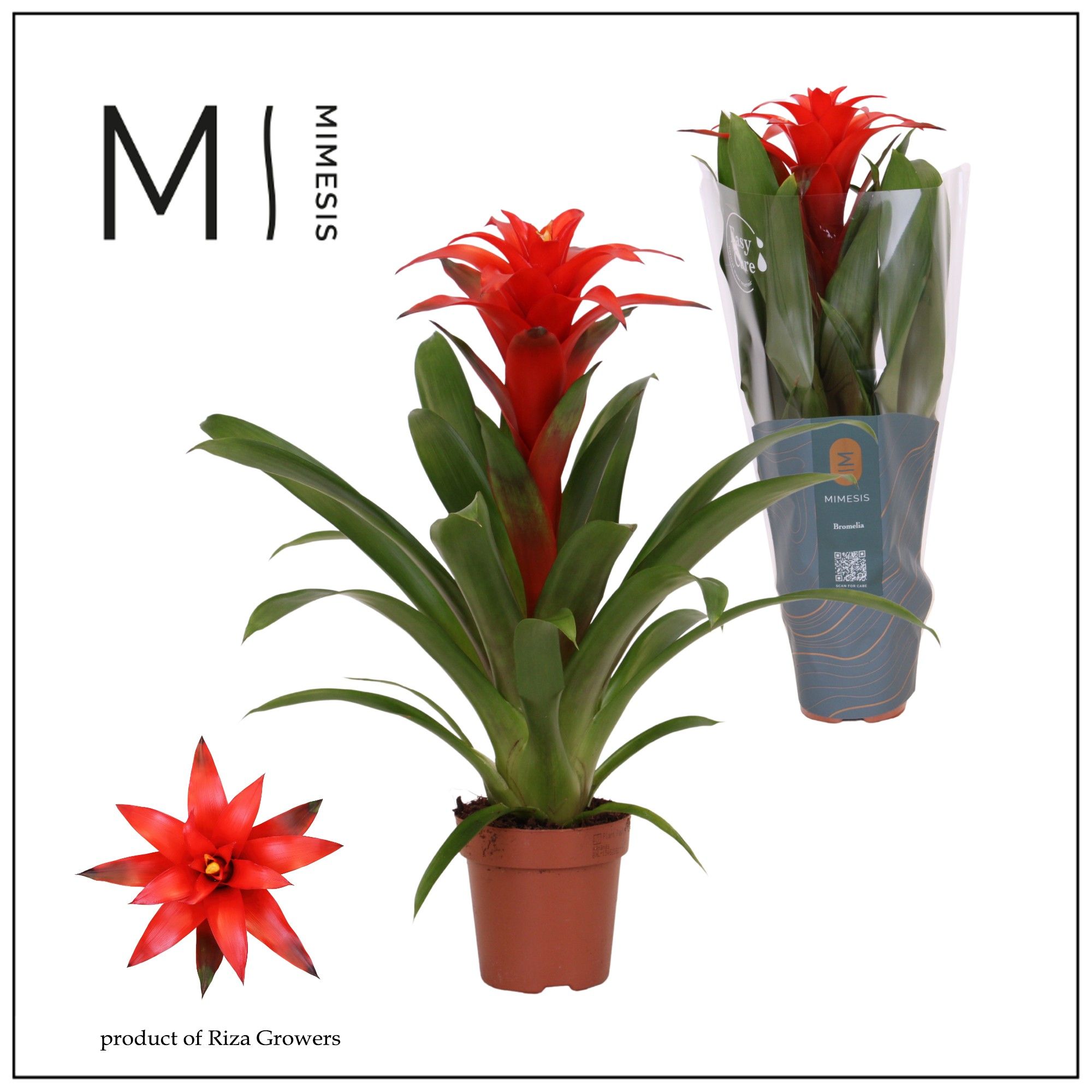 Guzmania Calypso - 12cm | Mimesis, D 12