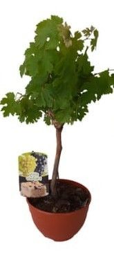 Vitis vinifera T20, D 20