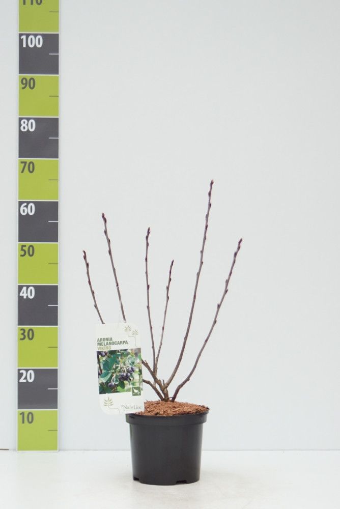 Aronia prunifolia 'Viking' C 3, D 19